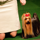 Image for article titled Elegant Updos and Classy Coats at the Westminster Dog Show